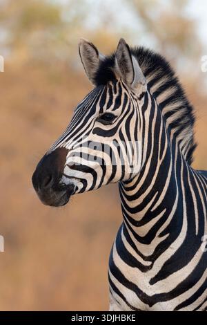 Zebra pianure (Equus quagga burchellii), Zimanga Game Reserve, KwaZulu-Natal, Sudafrica Foto Stock