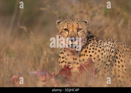 Cheetah (Acinonyx jubatus) su Kill, riserva di caccia privata Zimanga, KwaZulu-Natal, Sudafrica Foto Stock