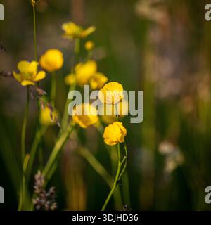 Un primo piano di tazze in fiore, con una profondità di campo bassa Foto Stock