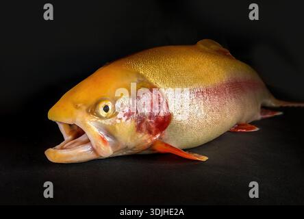 Una trota arcobaleno d'arancia dorata su sfondo nero Foto Stock