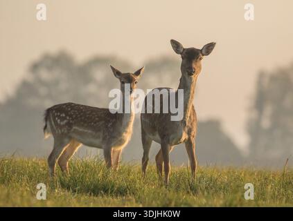 Uno scatto ravvicinato dettagliato di una madre e di un giovane daino (Dama dama), in piedi illuminato dal sole sul raccolto degli agricoltori, guardando la macchina fotografica . Suffolk, Regno Unito Foto Stock