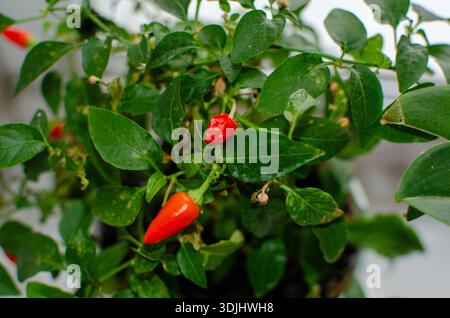 Chili Pepper Plant con peperoni maturi su davanzale, shot ravvicinato Foto Stock