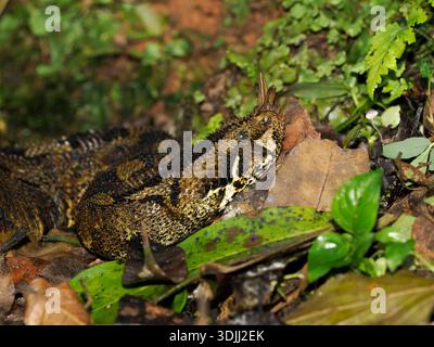 Rinoceronte Viper (Bitis nasicornis) primo piano della testa che mostra "corna", foresta di Kakamega, Kenya, marzo Foto Stock