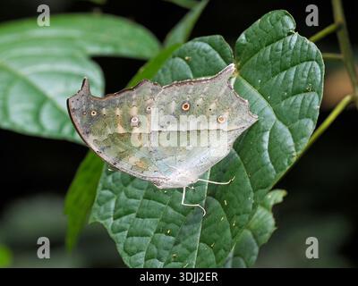 Foresta madre di Pearl Butterfly (Protogoniomorpha parhassus) che riposa sulla foglia, Kenya, marzo Foto Stock