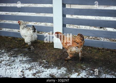 Due polli camminano lungo il terreno accanto ad una recinzione di legno. La neve copre parti del terreno, mostrando una tipica scena invernale in un cortile rurale. Foto Stock