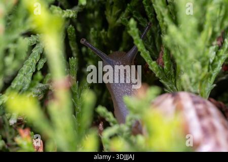 Macro primo piano della lumaca della banda di cioccolato (Eobania vermiculata) nel giardino del Cairo, Egitto Foto Stock