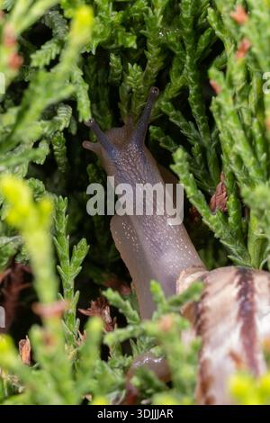 Macro primo piano della lumaca della banda di cioccolato (Eobania vermiculata) nel giardino del Cairo, Egitto Foto Stock