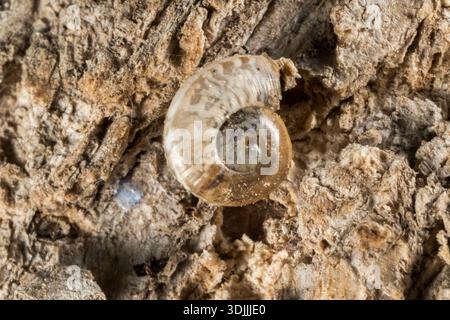 Macro primo piano di chiocciola a fascia di cioccolato (Eobania vermiculata) sulla corteccia Foto Stock