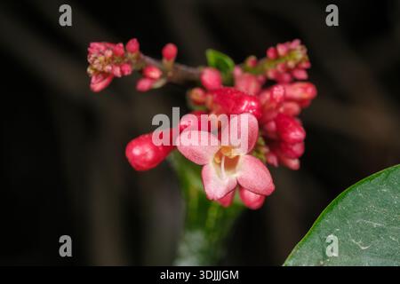 Jatropha (Jatropha integerrima) fiori rosa-rosso, il Cairo, Egitto Foto Stock