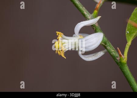 Lime egiziano (Citrus aurantiifolia) fiore bianco primo piano, Cairo, Egitto Foto Stock