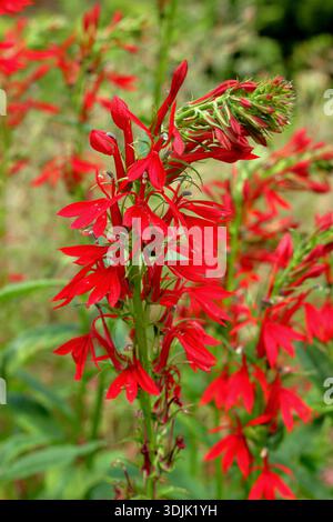 Lobelia cardinalis, fiore cardinale, erbacea perenne con fiori rossi di arancio brillante su punte. Chiamato anche salvia paludoso e fisico del maiale Foto Stock