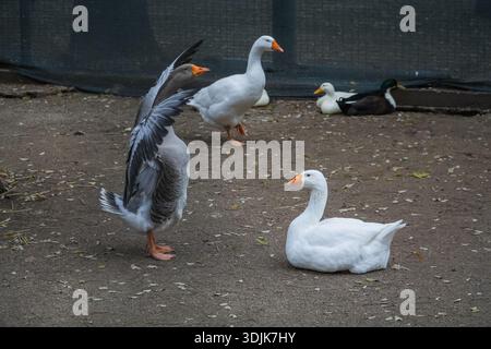 Oche e anatre domestiche che riposano sulla terra nel Giardino Nazionale di Atene, Εθνικός Κήπος. Uccelli acquatici, uccelli, comportamento degli animali. Foto Stock