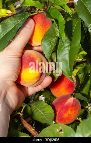Una mano raggiunge le pesche mature che crescono su un albero, pronte per essere raccolte. Foto Stock