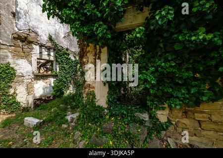Interni illuminati dal sole di una rovina medievale in pietra a Završje, con aperture delle finestre e pareti coperte di edera verde e piante striscianti. Foto Stock