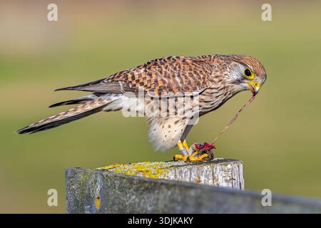 Gheppio comune / gheppio europeo (Falco tinnunculus) femmina arroccata su un palo di recinzione di legno che strappa gli intestini dalle prede di ole catturate Foto Stock