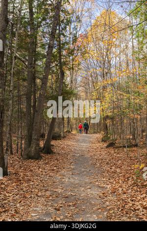 Gruppo di tre escursionisti che camminano su un sentiero compatto in terra battuta attraverso una foresta di alberi misti sempreverdi e decidui in autunno, Quebec, Canada Foto Stock