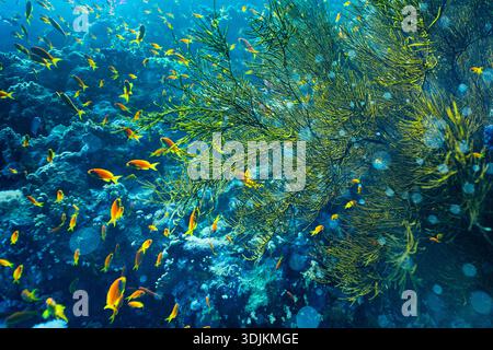 Una grande scuola vibrante arancione Lyretail Anthias (Pseudanthias squamipinnis) si libra intorno a un ventaglio di mare giallo-verde (gorgoniano) su un fiorente corallo Foto Stock