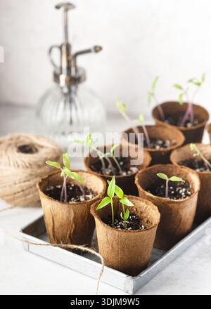 Peperoncino biologico e paprika piantine che crescono in pentole biodegradabili su un vassoio, con strumenti da giardinaggio leggermente sfocati sullo sfondo. Giardinaggio domestico Foto Stock