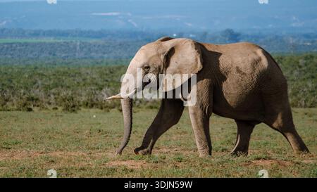 Un elefante adulto cammina graziosamente attraverso il lussureggiante paesaggio dell'Addo Elephant Park in Sudafrica. Foto Stock