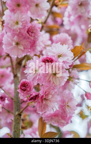 Squisiti fiori di ciliegio rosa con dettagli sorprendenti Una Sinfonia floreale della bellezza della primavera Foto Stock