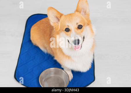 Cane rosso felice seduto accanto a una ciotola vuota su un tappetino blu per cani in interni, ritratto ravvicinato. Gallese Corgi guarda la macchina fotografica e tira fuori la lingua Foto Stock