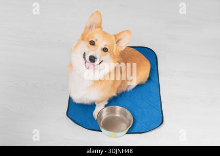 Felice Corgi gallese seduto accanto a una ciotola di metallo su un tappeto blu per cani all'interno, vista dall'alto Foto Stock