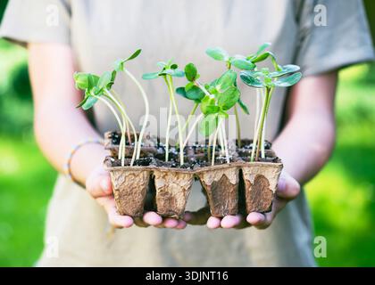 Giovani piantine di girasole con foglie verdi fresche che crescono in vasi compostabili, tenute delicatamente in mano su uno sfondo naturale. Giardinaggio domestico. Foto Stock