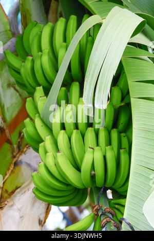Banane verdi non mature che crescono in un grappolo denso circondato da grandi foglie tropicali Foto Stock