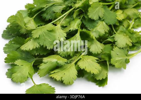 Foglie fresche di coriandolo su sfondo bianco Foto Stock