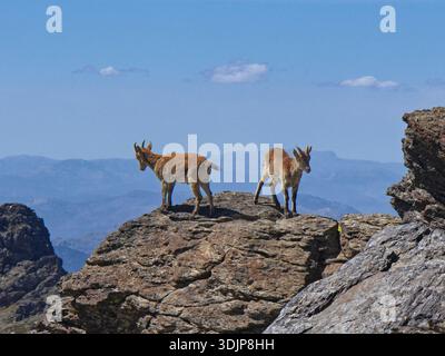 Ibex iberico (Capra pyrenaica), due femmine in piedi su un picco di montagna che osservano i maschi rutting, Parco Nazionale della Sierra Nevada, Granada, Spagna, maggio. Foto Stock
