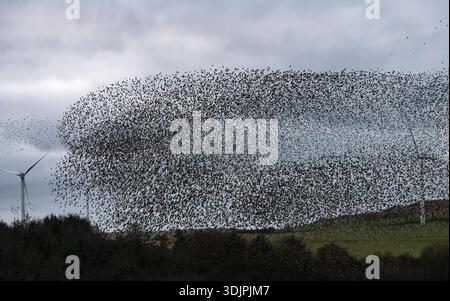 Un enorme stormo o una murazione di stalli che volano verso la loro folla tra le turbine inattive del parco eolico Hendy a Llandegley Rhos nel Galles centrale, Regno Unito Foto Stock