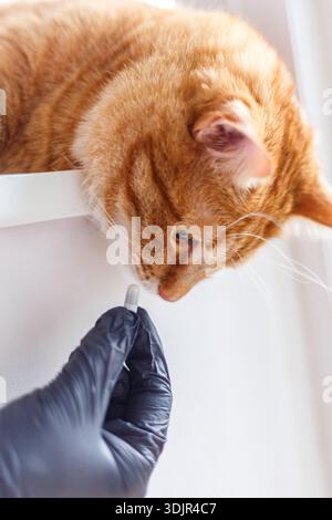 Carino gattino allo zenzero che riceve una pillola dai veterinari passa su sfondo bianco. gattino inglese grigio in visita al veterinario per il check-up. Medico veterinario gi Foto Stock