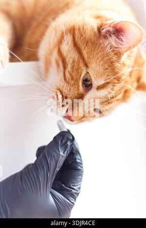 Carino gattino allo zenzero che riceve una pillola dai veterinari passa su sfondo bianco. gattino inglese grigio in visita al veterinario per il check-up. Medico veterinario gi Foto Stock