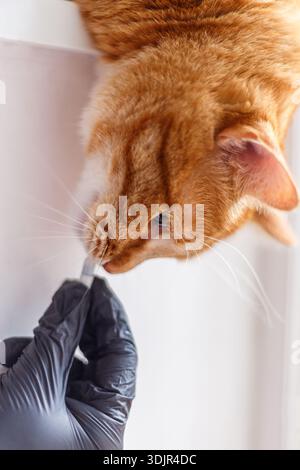 Carino gattino allo zenzero che riceve una pillola dai veterinari passa su sfondo bianco. gattino inglese grigio in visita al veterinario per il check-up. Medico veterinario gi Foto Stock