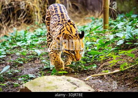 Primo piano di un ocelot che si snoda attraverso una lussureggiante vegetazione nel Parco Ukumarí, Risaralda, Colombia, evidenziando la conservazione della fauna selvatica. Foto Stock