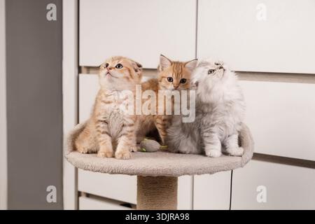 Uno zenzero Scottish Fold, uno Shorthair britannico dorato, e un morbido gattino grigio che si siede insieme in cima a un palo graffiante, il tutto con curiosità Foto Stock