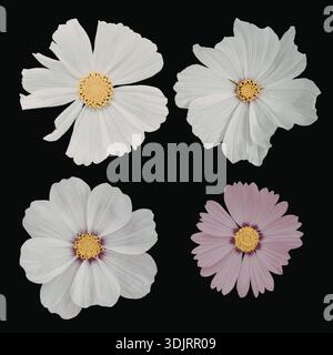 Una collezione di quattro delicati fiori esposti su sfondo nero. I fiori includono fiori bianchi e di lavanda con centri gialli. Foto Stock