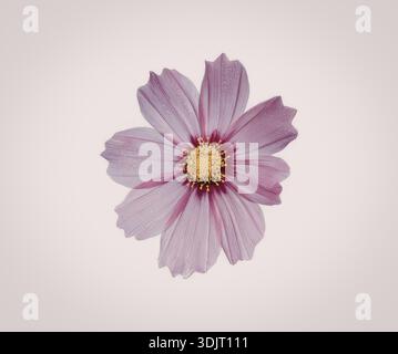 Un'immagine ravvicinata di un singolo fiore cosmo rosa vivace con un centro giallo, su sfondo bianco. Foto Stock
