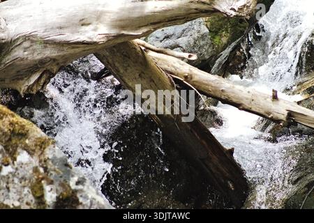 Un torrente della foresta scorre attraverso tronchi caduti aggrovigliati e rocce bagnate nel Parco Nazionale del Monte Rainier, catturando acqua dinamica, consistenze aspre e paci crudi Foto Stock