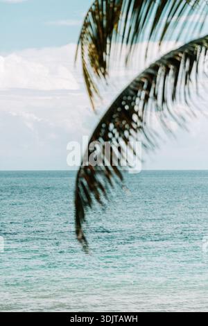 Soffice sfocatura del movimento delle foglie di palma contro l'orizzonte dell'oceano a Tulum Foto Stock
