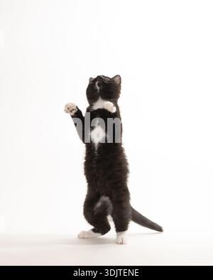 Simpatico gattino bianco e nero di tre mesi che salta e gioca isolato su sfondo bianco Foto Stock