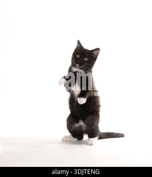 Simpatico gattino bianco e nero di tre mesi che salta e gioca isolato su sfondo bianco Foto Stock