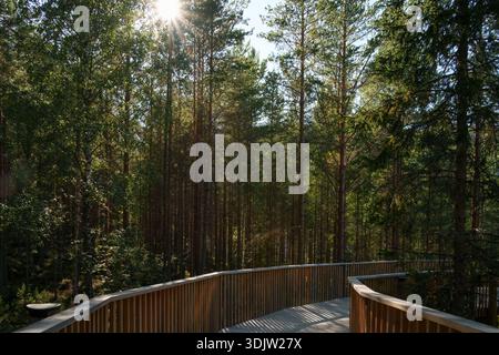 Atmosfera da rifugio silenziosa con la luce del sole che filtra attraverso la pineta su un sentiero curvo in legno, toni caldi e geometrie tranquille che supportano lo spazio nordico Foto Stock