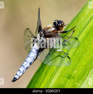 Foto macro di un Dragonfly Foto Stock