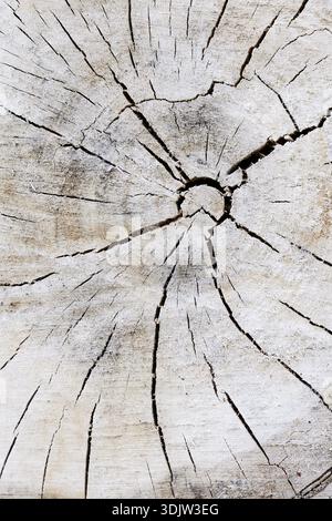 Pioppo nero o albero di Saar (Populus nigra), sezione trasversale del tronco, Renania settentrionale-Vestfalia, Germania Foto Stock