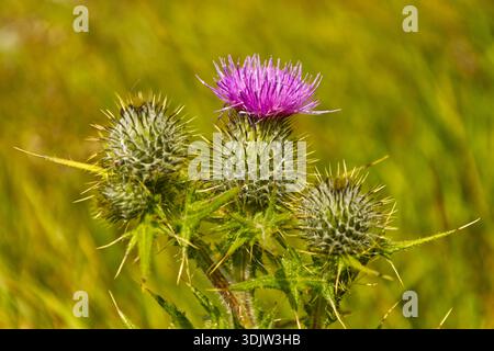 Scottish Thistle Foto Stock