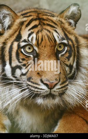Tigre di Sumatra (Panthera tigris sumatrae), ritratto, prigioniero, nativo di Sumatra Foto Stock