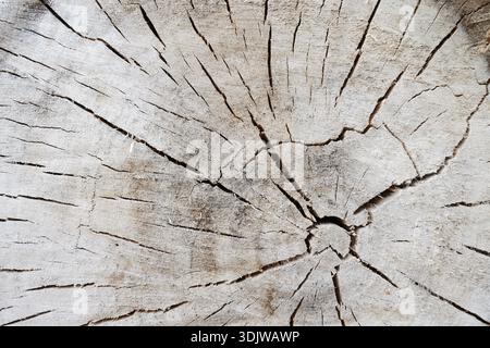 Pioppo nero o albero di Saar (Populus nigra), sezione trasversale del tronco, Renania settentrionale-Vestfalia, Germania Foto Stock