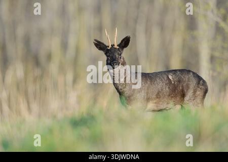 Capriolo europeo (Capreolus capreolus), roebuck nero, bassa Sassonia, Germania Foto Stock