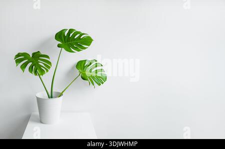 La pianta in vaso di Monstera presenta grandi foglie verdi posizionate su un tavolo bianco, su uno sfondo bianco pulito e minimalista Foto Stock